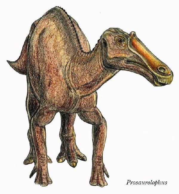 Prosaurolophus08.jpg