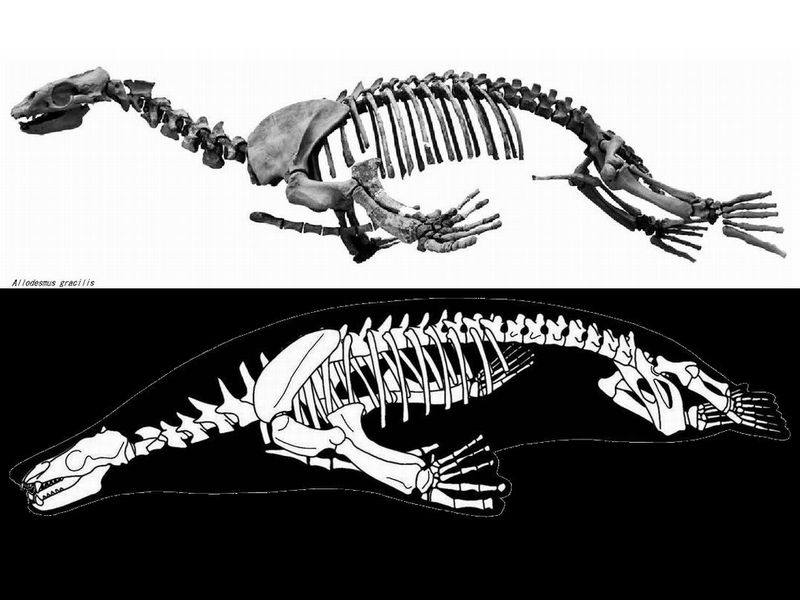 allodesmus31.jpg