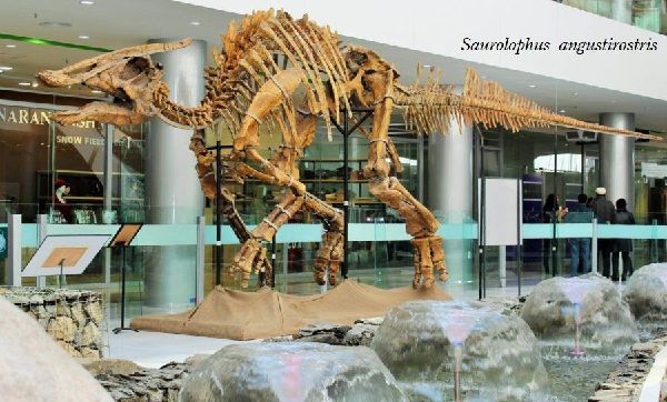 saurolophus03.jpg